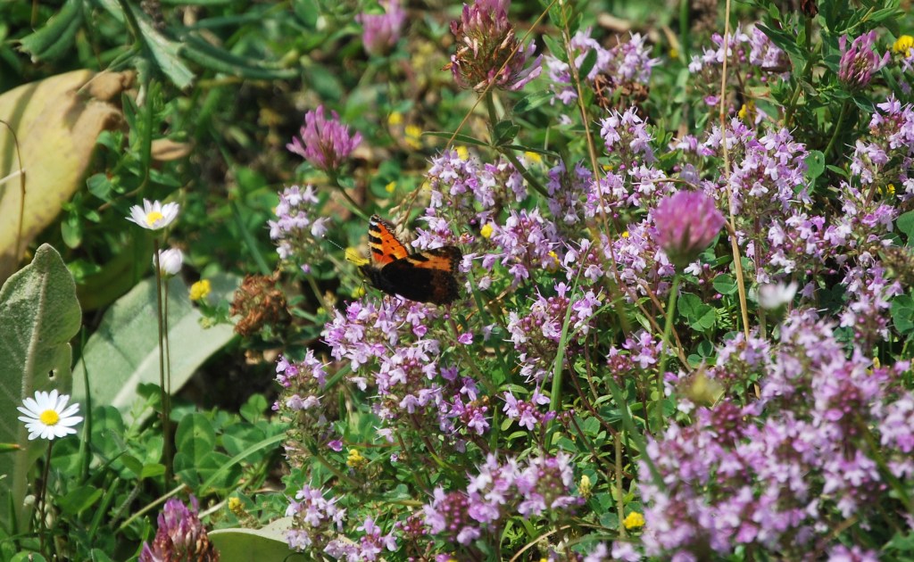 Aglais urticae?